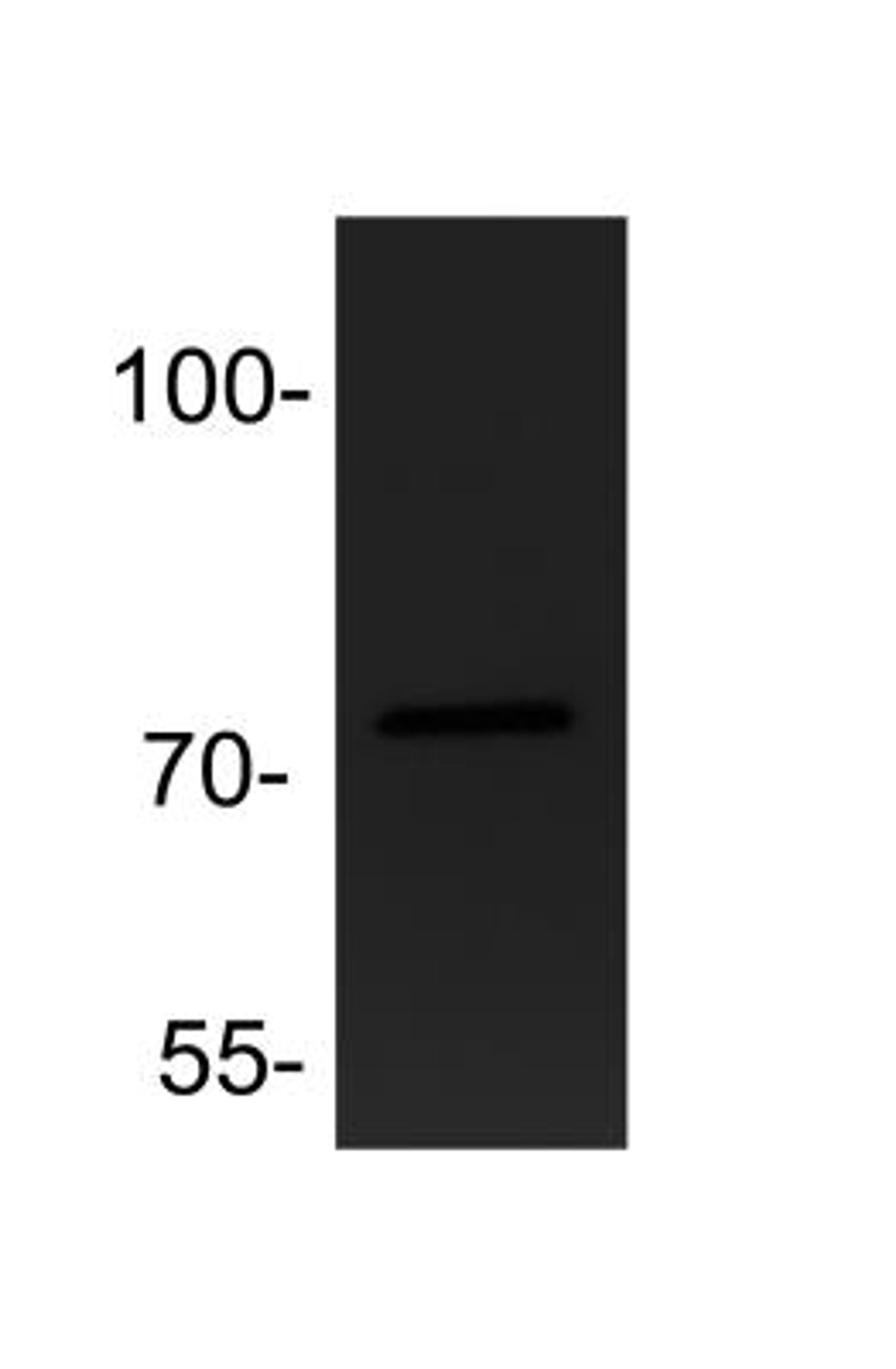 Western Blot: ADAM19 Antibody [NBP1-69364] - Analysis of ADAM19 in HeLa whole cell lyaste (30ug) using anti-ADAM19 antibody. Image from verified customer review.