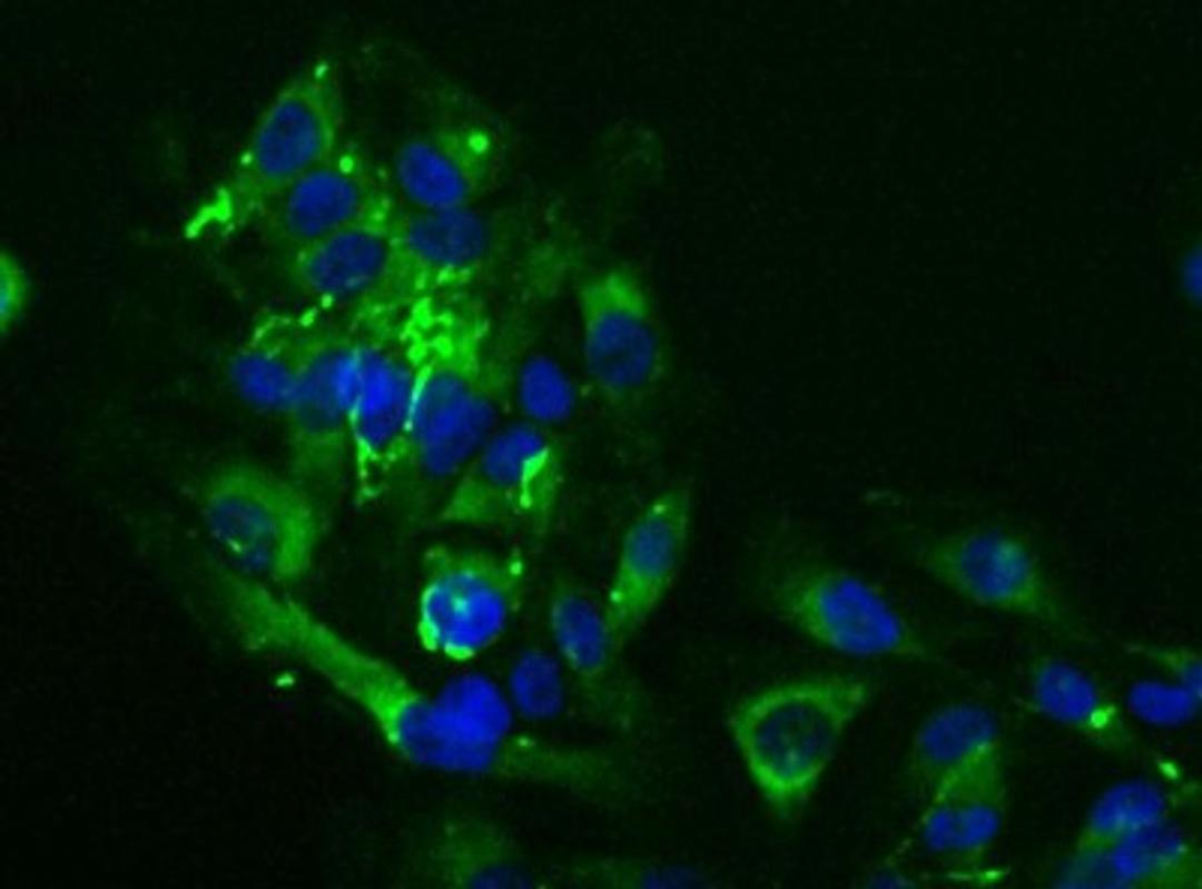 Immunocytochemistry/Immunofluorescence: Laminin Antibody [NB300-144] - Detection of Laminin (Green) in Hela cells using NB300-144 at a 1:50 dilution.  Nuclei (Blue) were counterstained using Hoechst 33258.