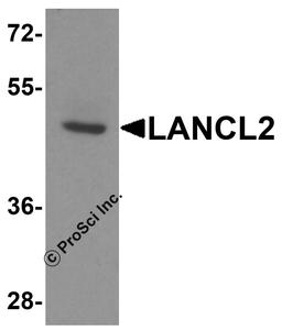 Western blot analysis of LANCL2 in human brain tissue lysate with LANCL2 antibody at 1 μg/ml.