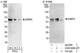 Detection of human E4BP4 by western blot and immunoprecipitation.