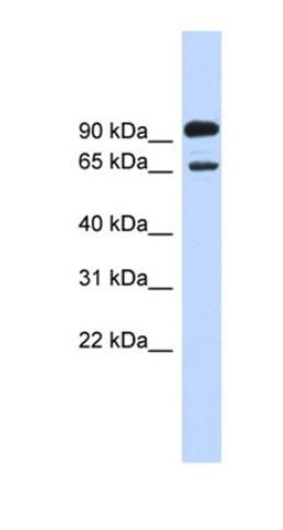 Western blot analysis of HepG2 cell lysate tissue using LARGE antibody