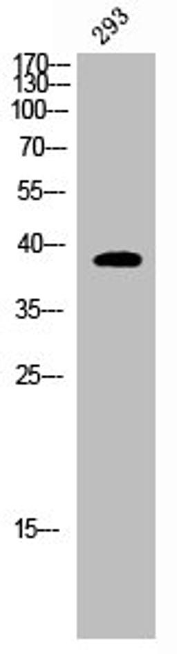 Western Blot analysis of COS7 cells using DNAM-1 Polyclonal Antibody