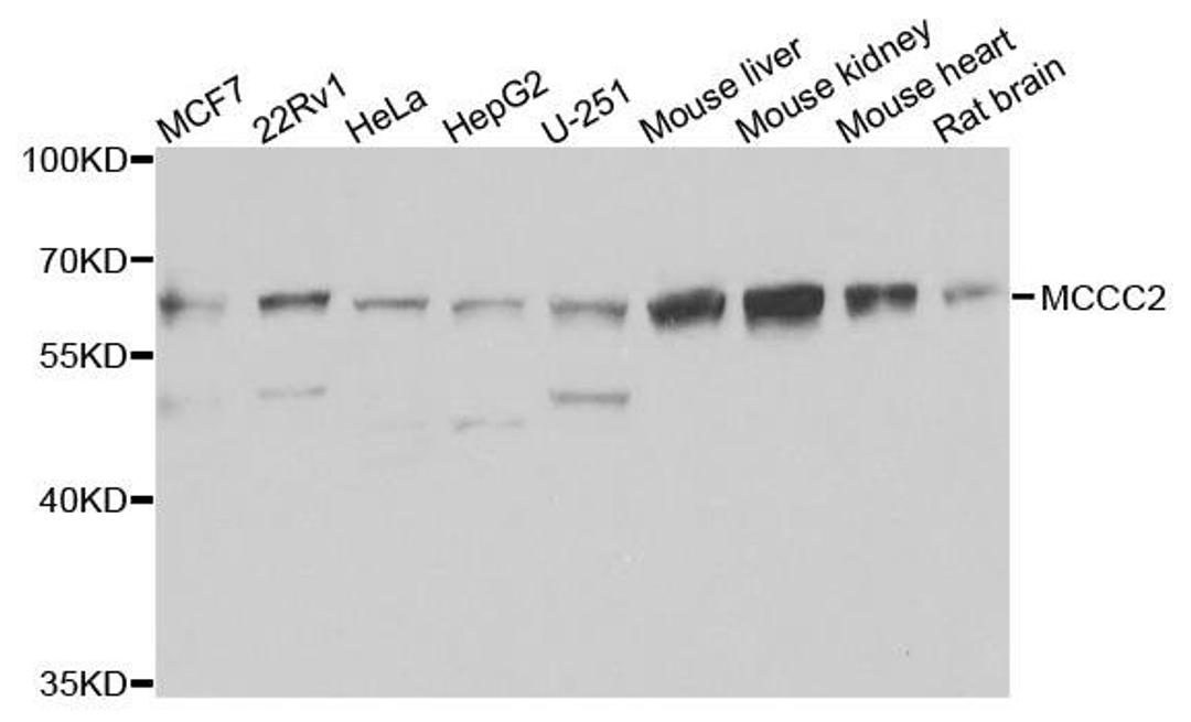 Western blot analysis of extracts of various cells using MCCC2 antibody