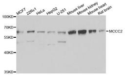 Western blot analysis of extracts of various cells using MCCC2 antibody