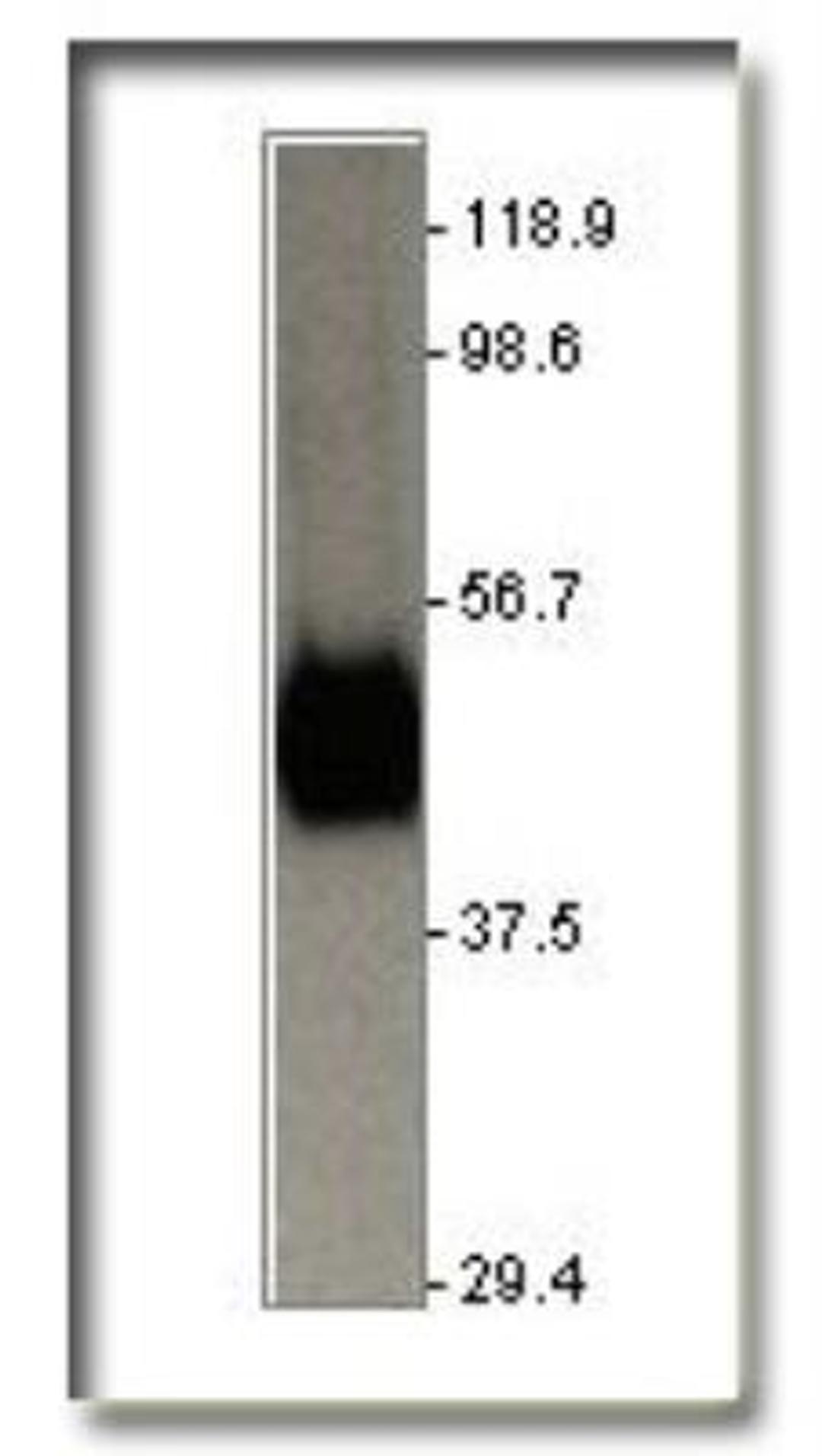 Western Blot: Glut1 Antibody [NB300-666] - Glucose Transporter GLUT1 Antibody [NB300-666] - Antibody dilution (1:2000)