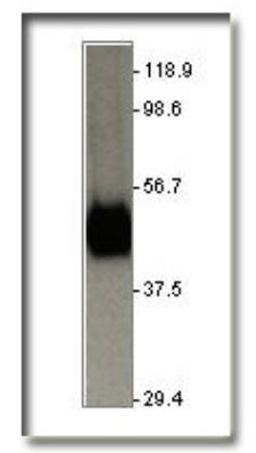 Western Blot: Glut1 Antibody [NB300-666] - Glucose Transporter GLUT1 Antibody [NB300-666] - Antibody dilution (1:2000)