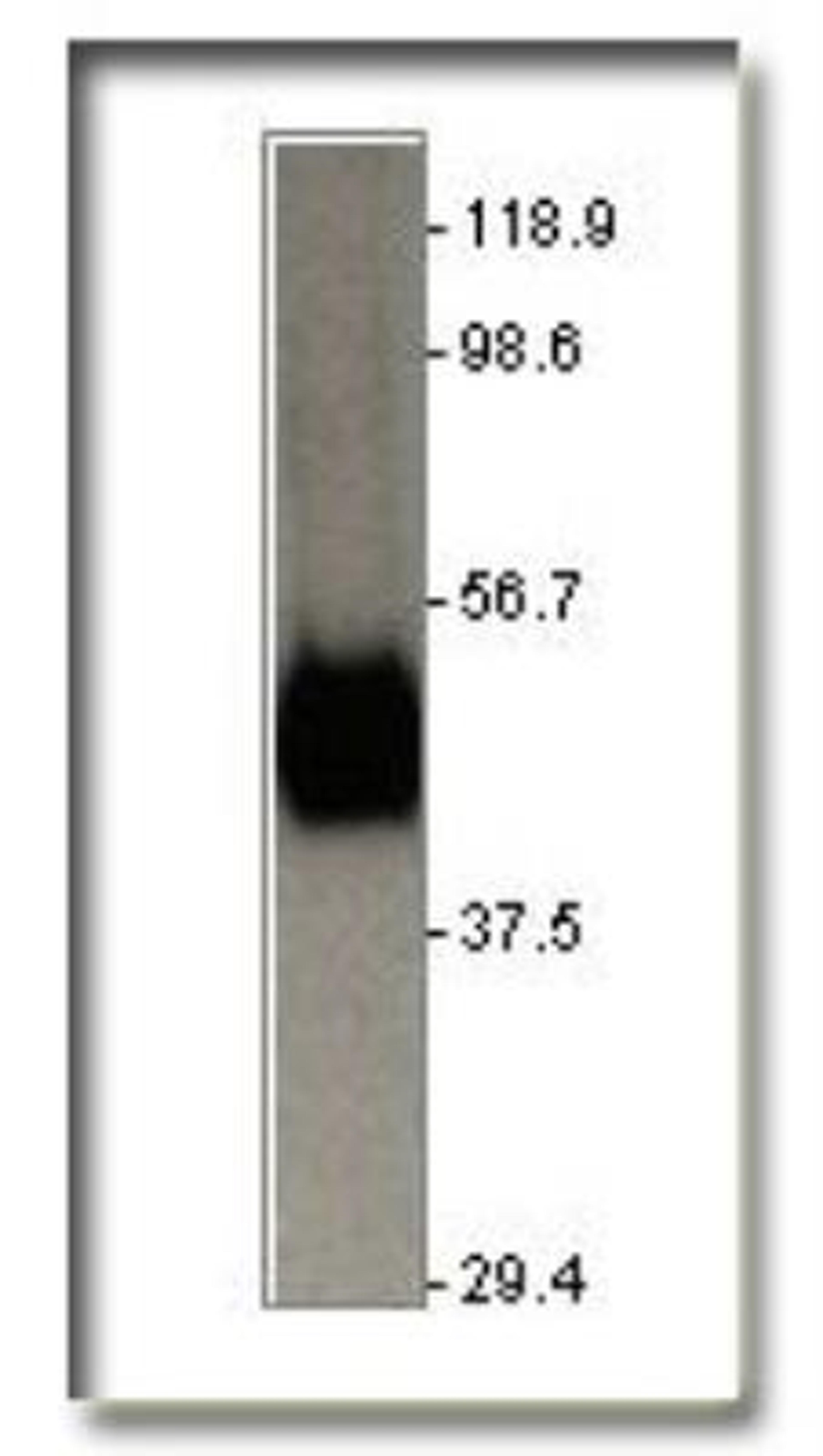 Western Blot: Glut1 Antibody [NB300-666] - Glucose Transporter GLUT1 Antibody [NB300-666] - Antibody dilution (1:2000)