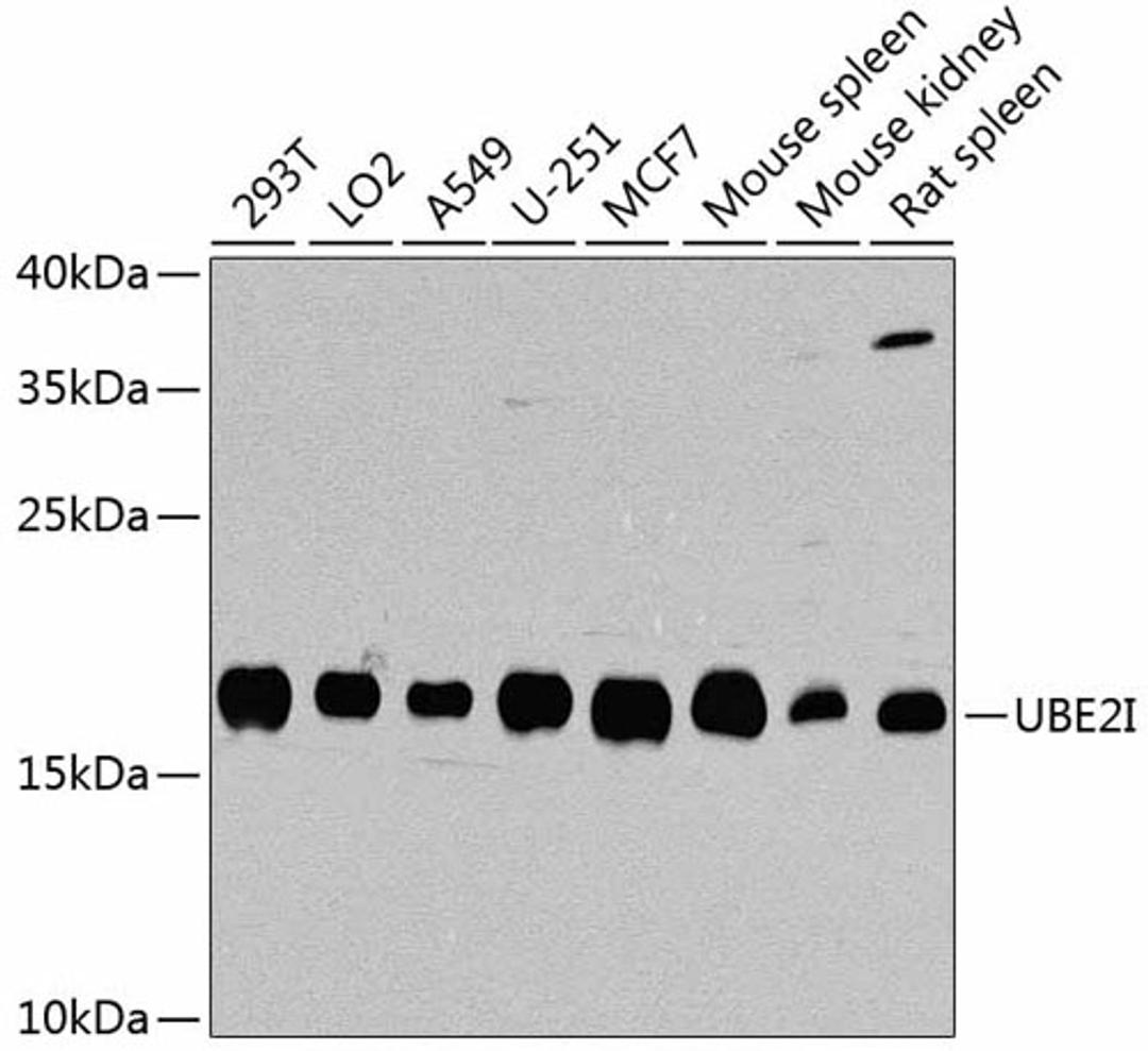 Western blot - UBE2I antibody (A2193)