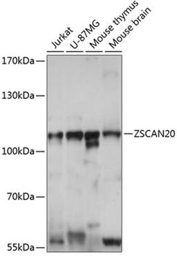 Western blot - ZSCAN20 antibody (A14383)