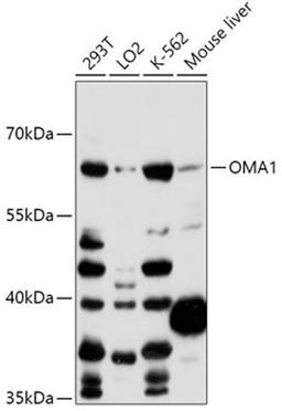 Western blot - OMA1 antibody (A14437)