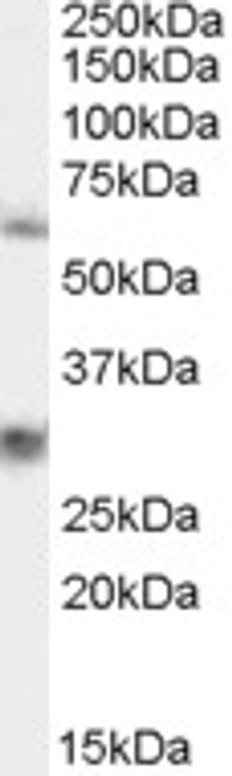 45-899 staining (0.3ug/ml) of 293 lysate (RIPA buffer, 35ug total protein per lane). Primary incubated for 1 hour. Detected by western blot using chemiluminescence.