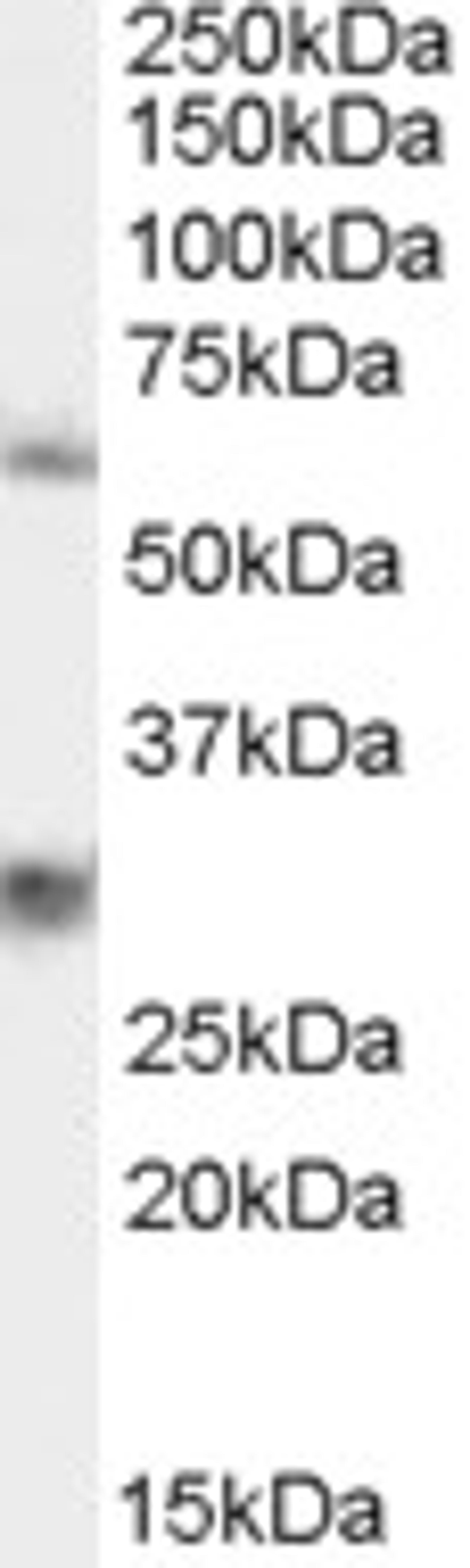 45-899 staining (0.3ug/ml) of 293 lysate (RIPA buffer, 35ug total protein per lane). Primary incubated for 1 hour. Detected by western blot using chemiluminescence.