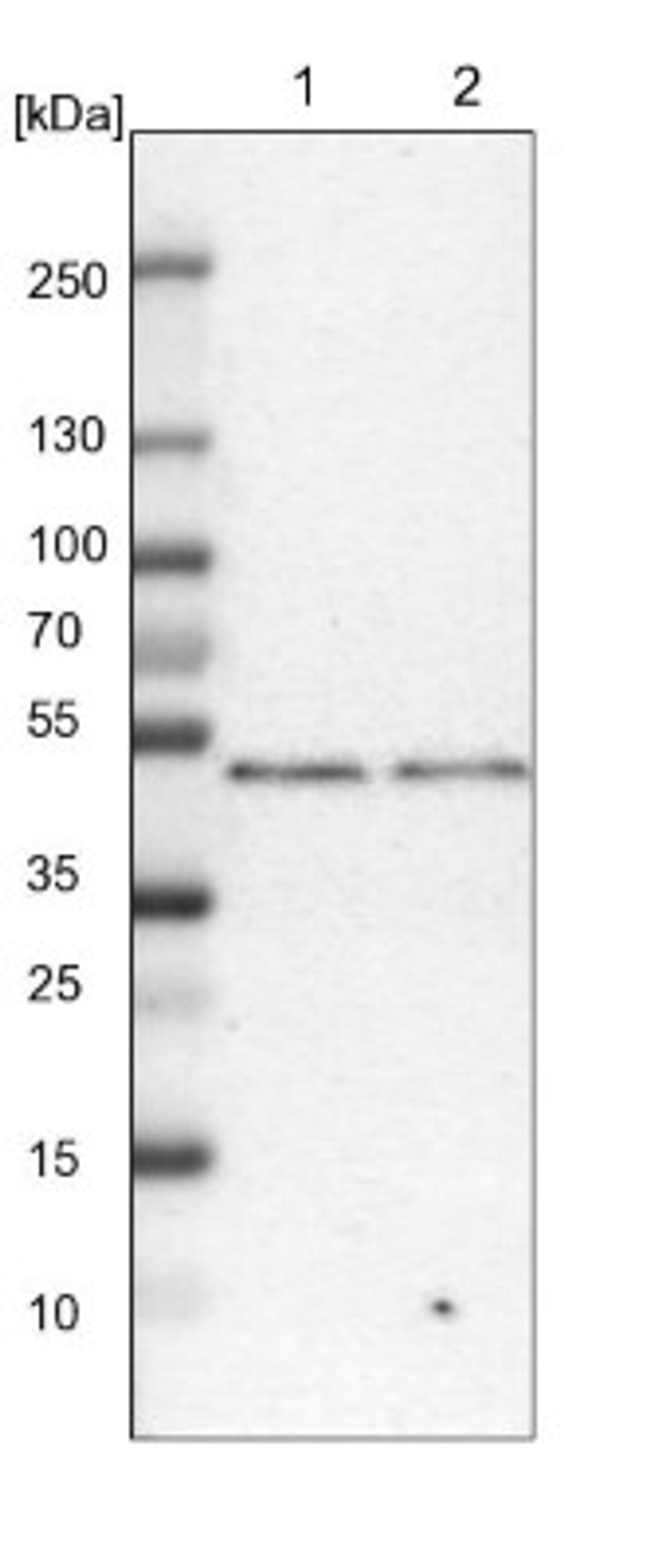 Western Blot: DPF2 Antibody [NBP1-87138] - Lane 1: NIH-3T3 cell lysate (Mouse embryonic fibroblast cells)<br/>Lane 2: NBT-II cell lysate (Rat Wistar bladder tumour cells)