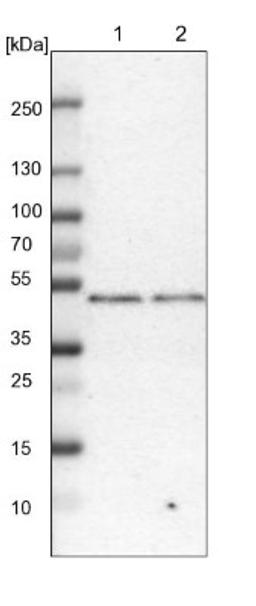 Western Blot: DPF2 Antibody [NBP1-87138] - Lane 1: NIH-3T3 cell lysate (Mouse embryonic fibroblast cells)<br/>Lane 2: NBT-II cell lysate (Rat Wistar bladder tumour cells)