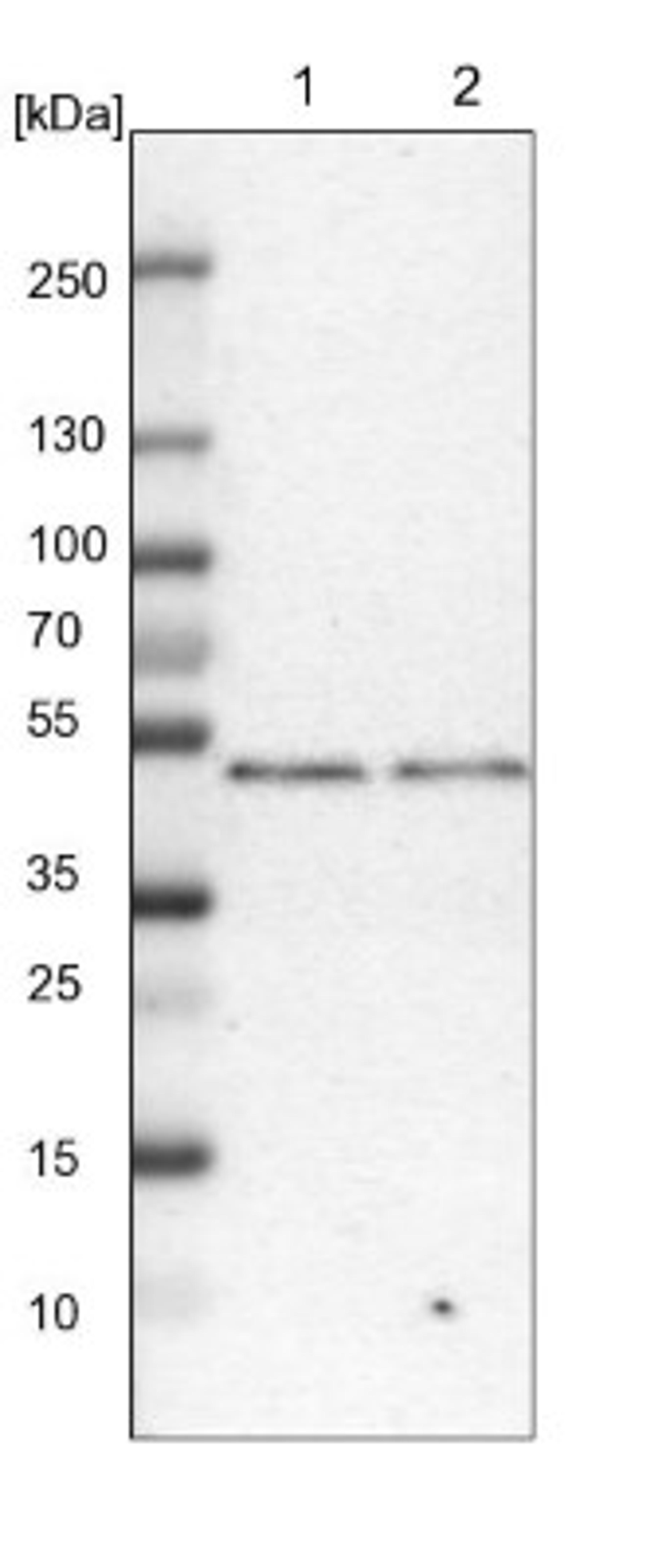 Western Blot: DPF2 Antibody [NBP1-87138] - Lane 1: NIH-3T3 cell lysate (Mouse embryonic fibroblast cells)<br/>Lane 2: NBT-II cell lysate (Rat Wistar bladder tumour cells)