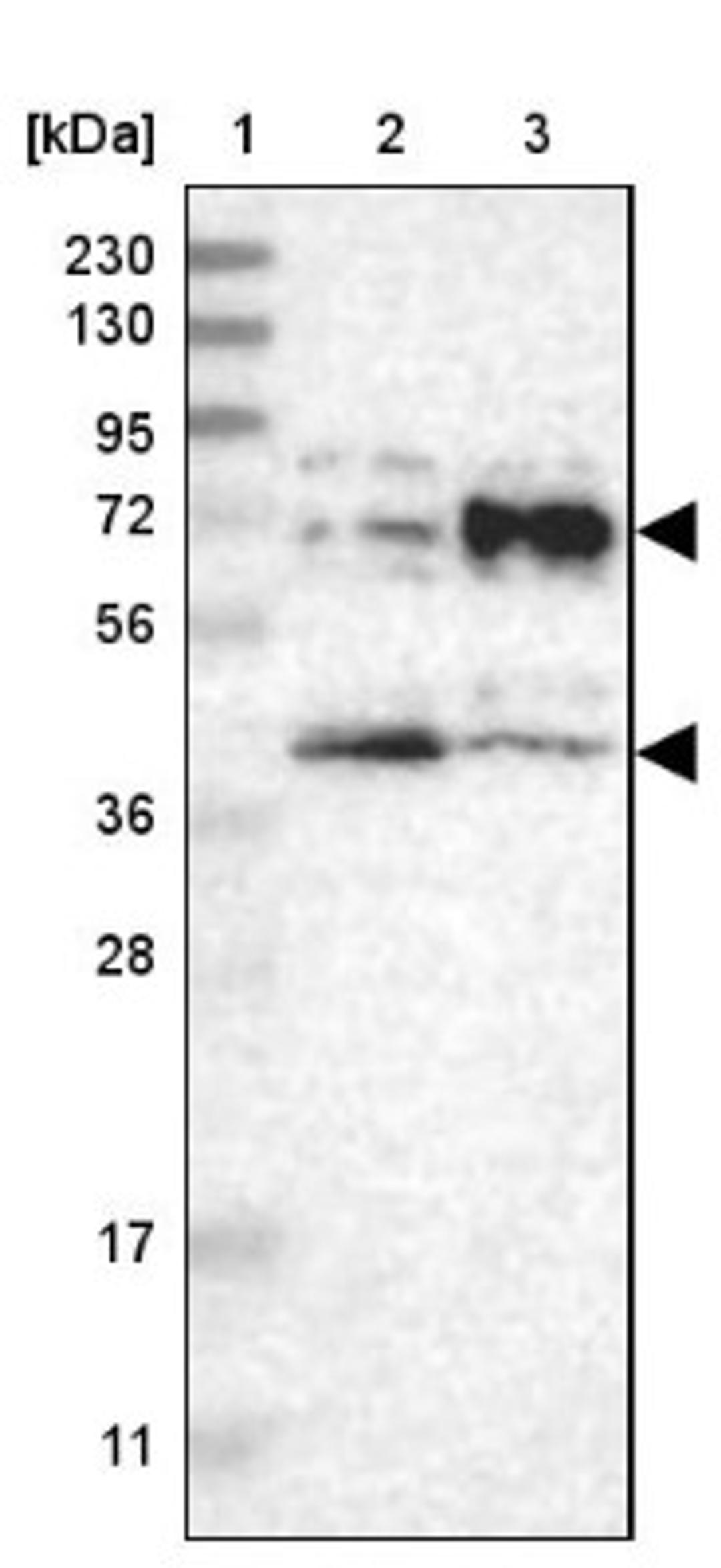 Western Blot: BTN2A1 Antibody [NBP1-88504] - Lane 1: Marker [kDa] 230, 130, 95, 72, 56, 36, 28, 17, 11<br/>Lane 2: Human cell line RT-4<br/>Lane 3: Human cell line U-251MG sp