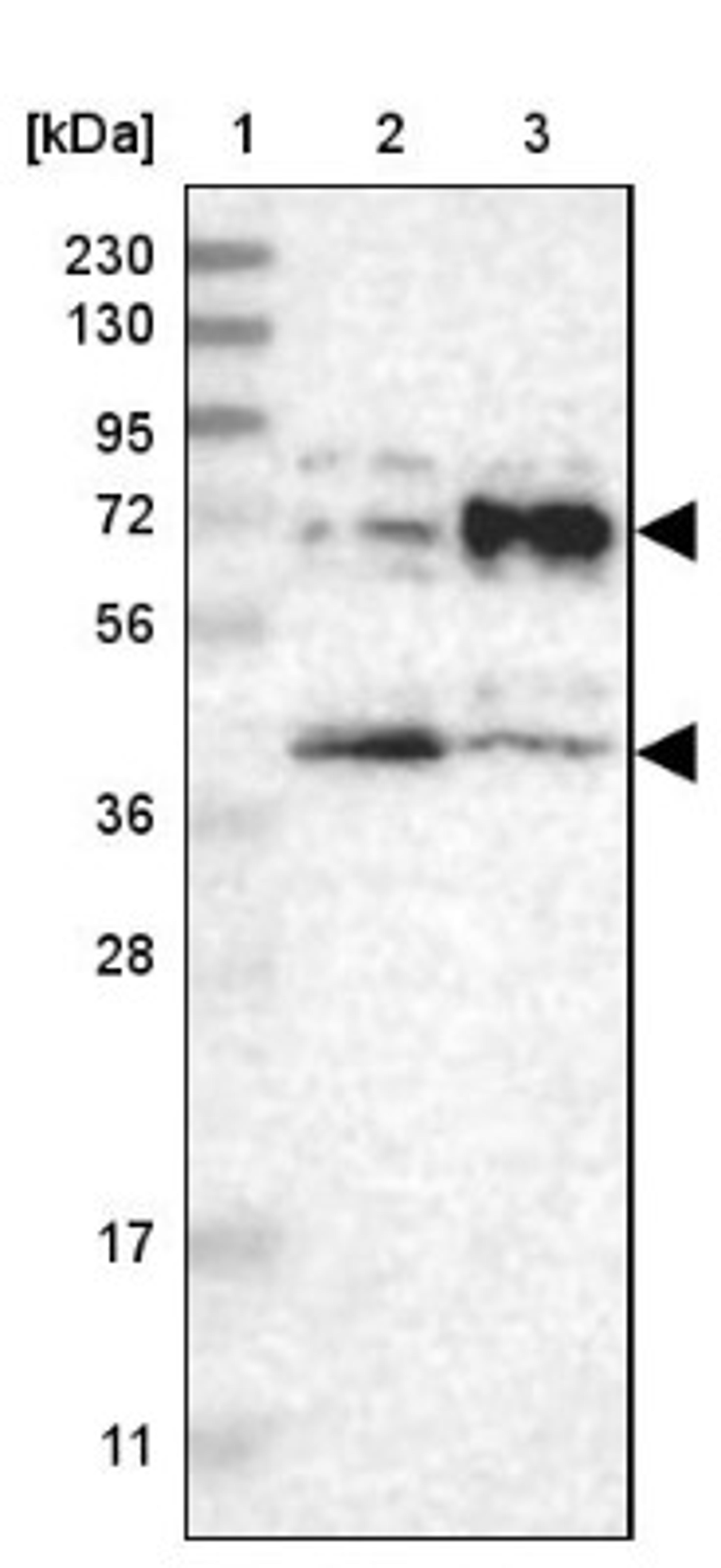 Western Blot: BTN2A1 Antibody [NBP1-88504] - Lane 1: Marker [kDa] 230, 130, 95, 72, 56, 36, 28, 17, 11<br/>Lane 2: Human cell line RT-4<br/>Lane 3: Human cell line U-251MG sp