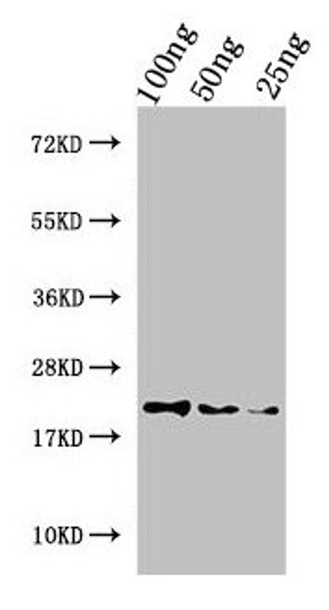 Western Blot. Positive WB detected in Recombinant protein. All lanes: Perlwapin antibody at 3µg/ml. Secondary. Goat polyclonal to rabbit IgG at 1/50000 dilution. Predicted band size: 20 kDa. Observed band size: 20 kDa