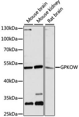 Western blot - GPKOW antibody (A13214)