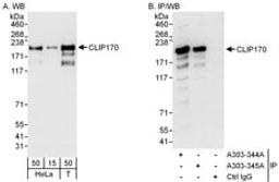 Detection of human CLIP170 by western blot and immunoprecipitation.