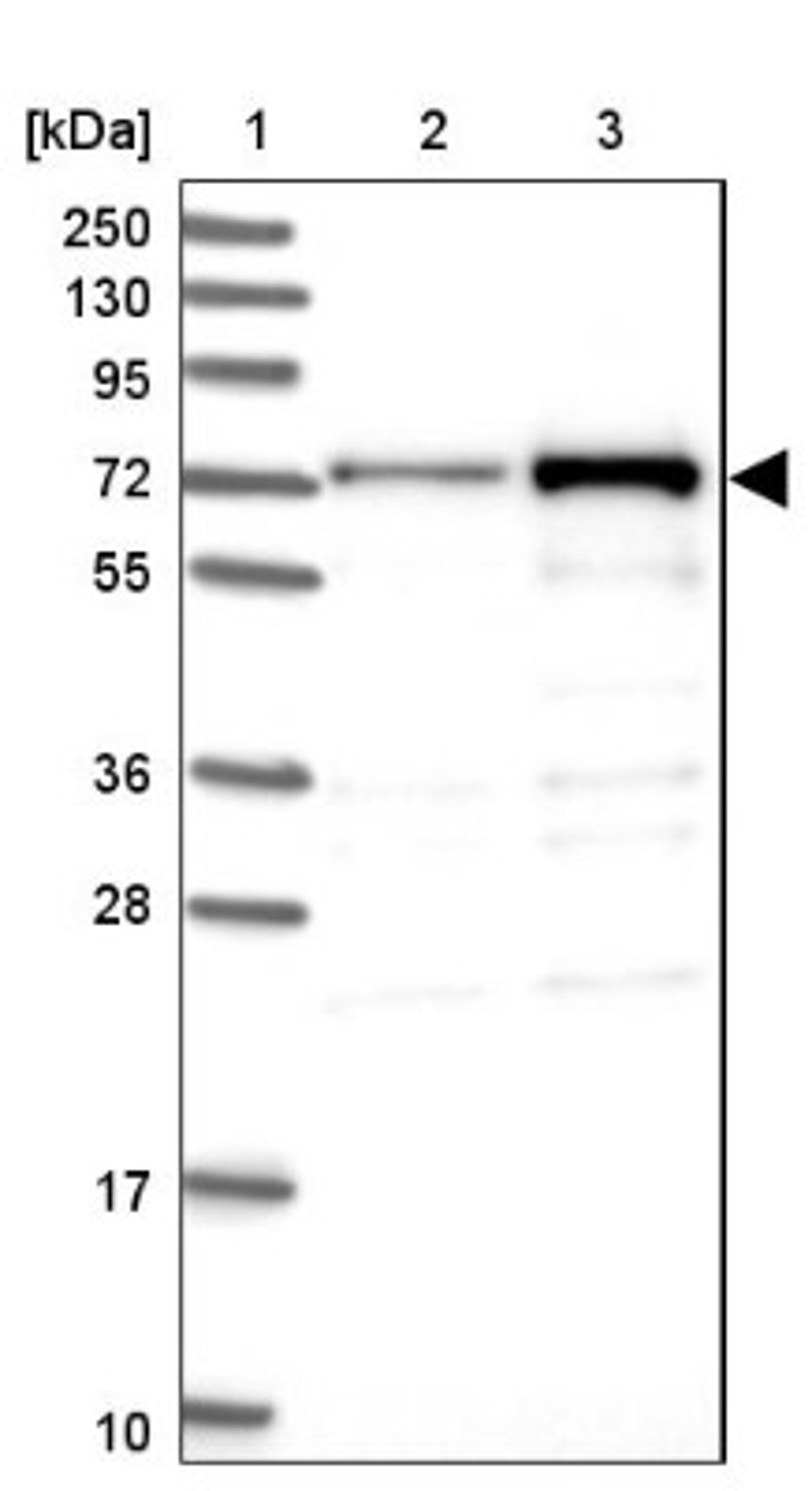 Western Blot: DCP1B Antibody [NBP1-82018] - Lane 1: Marker [kDa] 250, 130, 95, 72, 55, 36, 28, 17, 10<br/>Lane 2: Human cell line RT-4<br/>Lane 3: Human cell line U-251MG sp