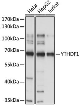 Western blot - YTHDF1 antibody (A18126)