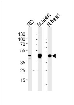 Western blot analysis in RD cell line and mouse heart,rat heart lysates (35ug/lane).