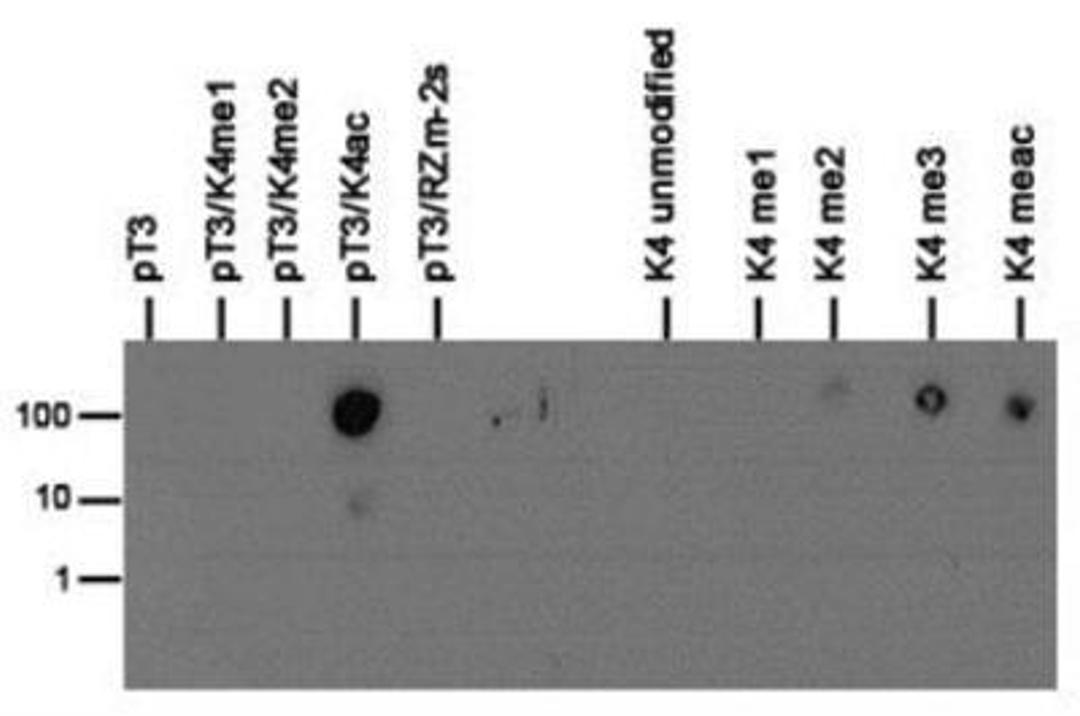 Dot Blot: Histone H3 [p Thr3, ac Lys4] Antibody [NB21-1015] - Dot blot analysis of Histone H3pT3/K4ac in the peptides listed above in picomoles of peptide.