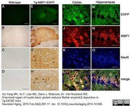 Rat anti Bovine myelin basic protein used for the localization of MBP in mouse brain