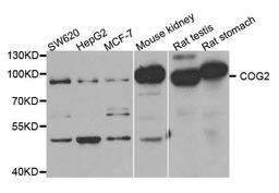 Western blot analysis of extracts of various cell lines using COG2 antibody