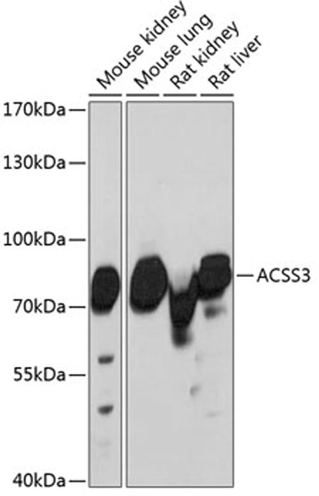 Western blot - ACSS3 antibody (A13781)