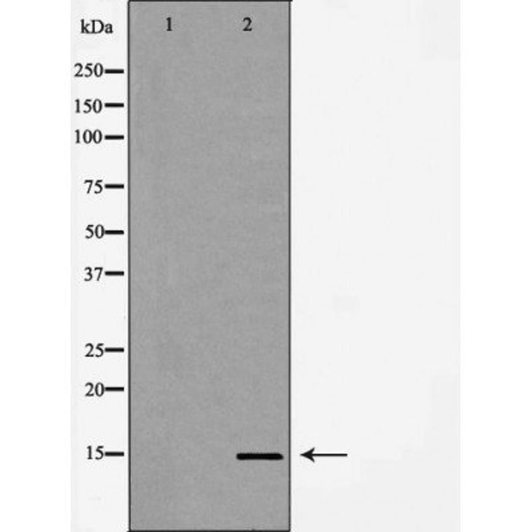 Western blot analysis of HeLa and H3 protein using H3K14me1 antibody