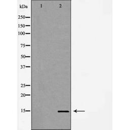 Western blot analysis of HeLa and H3 protein using H3K14me1 antibody