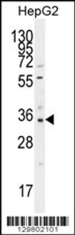 Western blot analysis in HepG2 cell line lysates (35ug/lane).