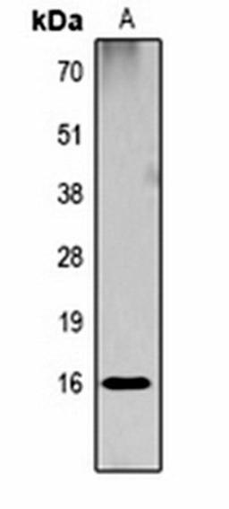 Western blot analysis of  Hela (Lane1) whole cell lysates using Histone H3 (DiMethyl K18) antibody