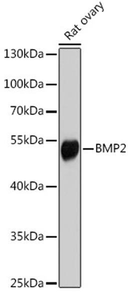 Western blot - BMP2 antibody (A14708)