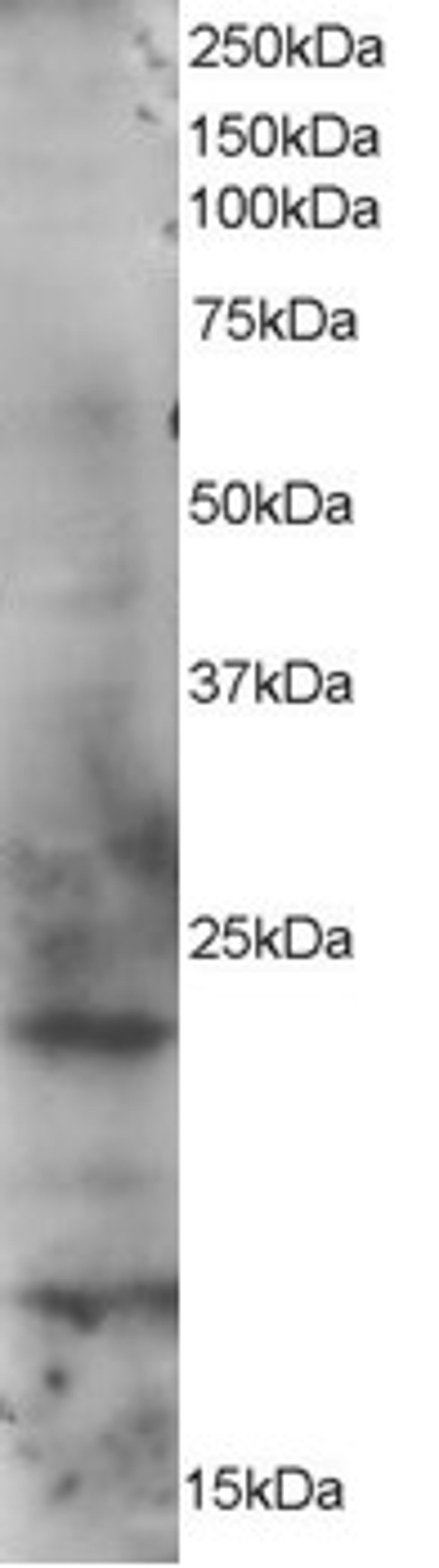 46-258 staining (1ug/ml) of HeLa lysate (RIPA buffer, 35ug total protein per lane). Primary incubated for 1 hour. Detected by western blot using chemiluminescence.