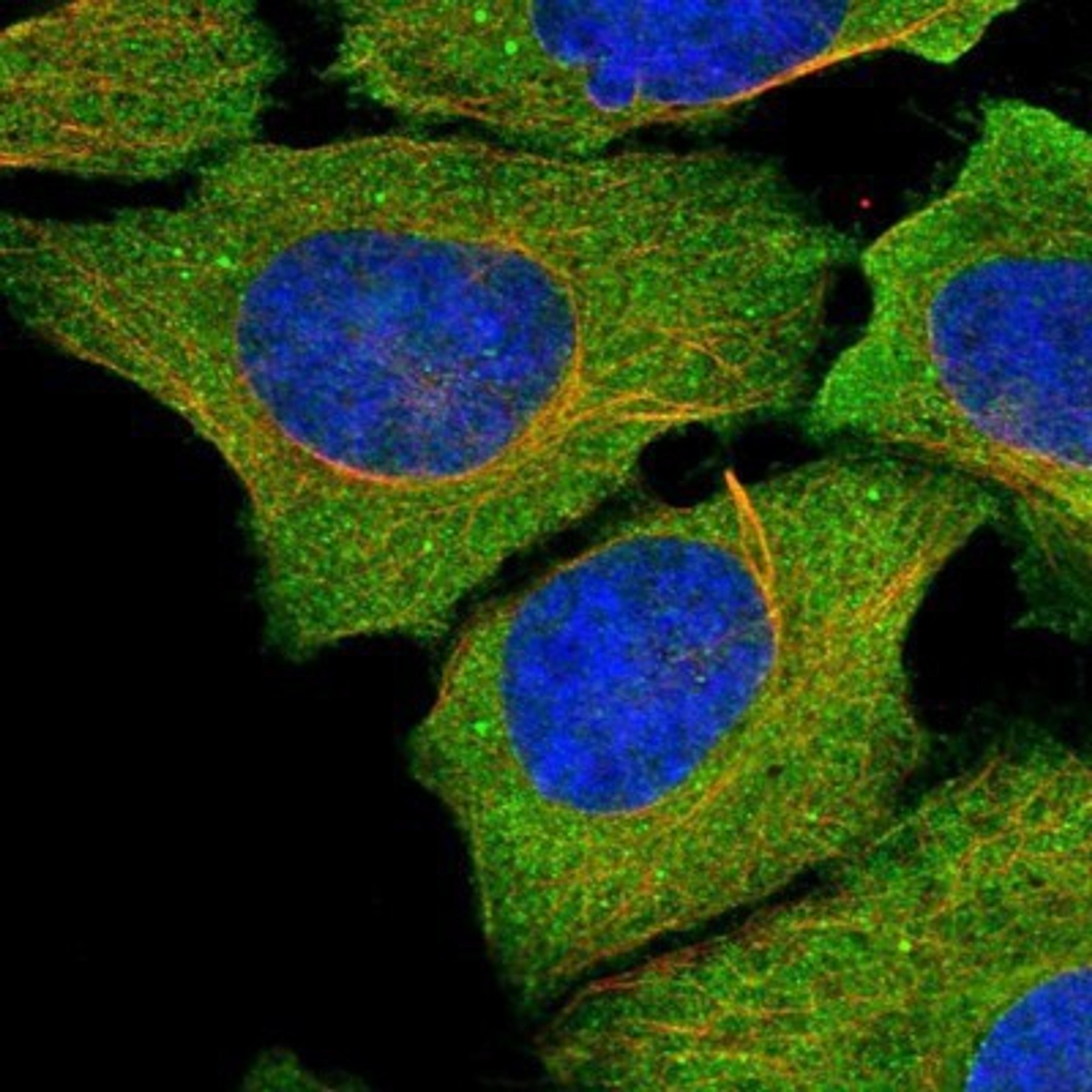 Immunocytochemistry/Immunofluorescence: QN1 Antibody [NBP1-91155] - Staining of human cell line U-2 OS shows positivity in plasma membrane & cytoplasm.