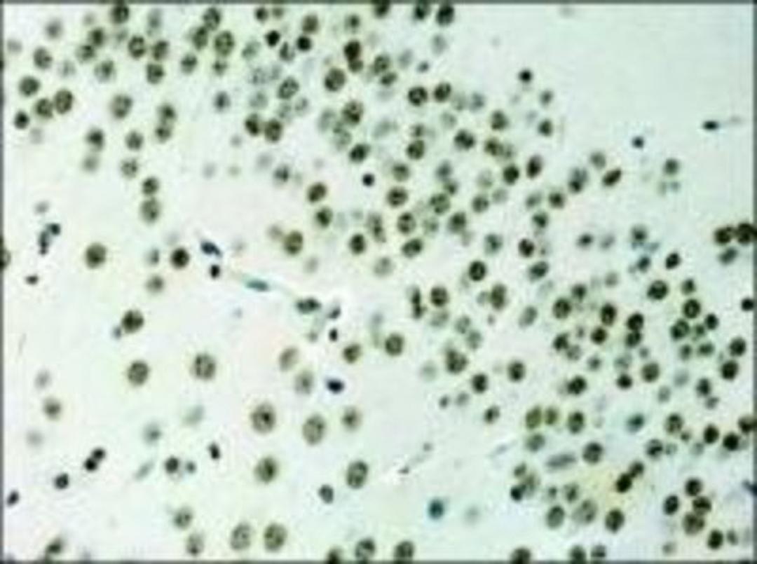 Immunohistochemistry-Paraffin: Histone H3 Antibody [NB500-171] - Immunoperoxidase staining of Anti-Histone H3 in formalin fixed, paraffin-embedded mouse brain.