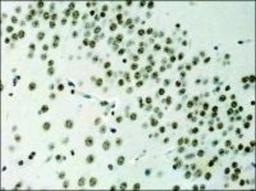 Immunohistochemistry-Paraffin: Histone H3 Antibody [NB500-171] - Immunoperoxidase staining of Anti-Histone H3 in formalin fixed, paraffin-embedded mouse brain.