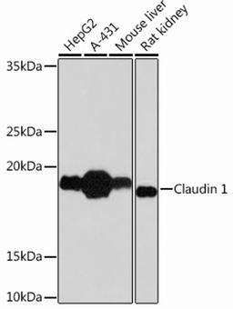 Western blot - Claudin 1 Rabbit mAb (A11530)