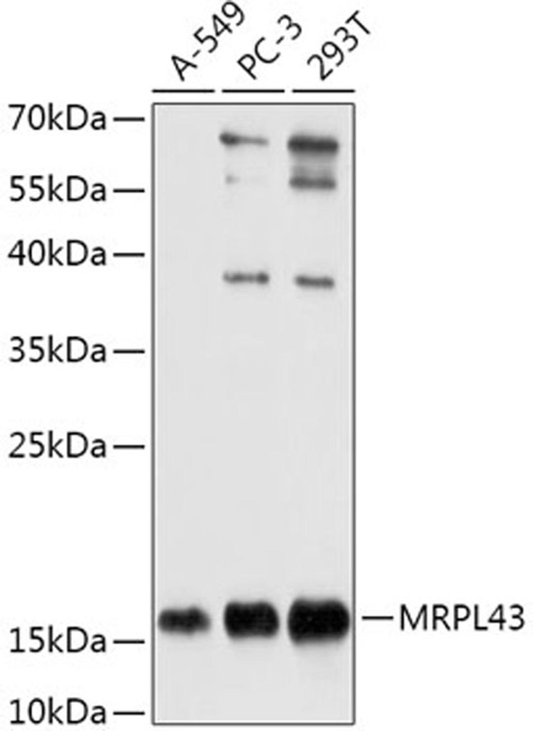 Western blot - MRPL43 antibody (A17793)