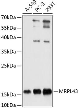 Western blot - MRPL43 antibody (A17793)