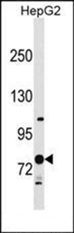 Western blot analysis of HepG2 cell line lysates (35ug/lane) using RNF145 antibody (C-term)