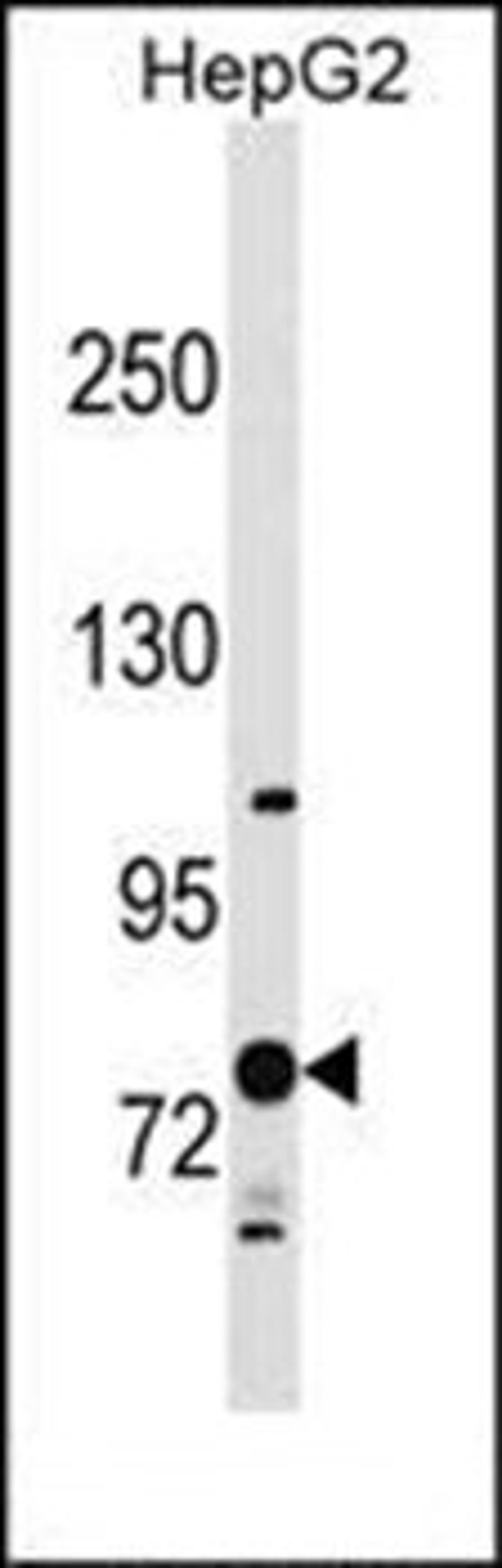 Western blot analysis of HepG2 cell line lysates (35ug/lane) using RNF145 antibody (C-term)