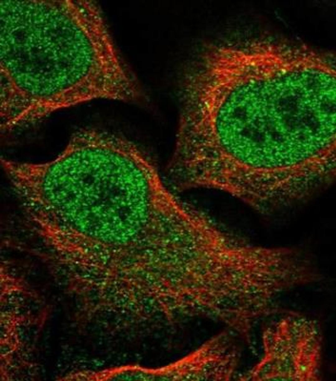 Immunocytochemistry/Immunofluorescence: OVOL2 Antibody [NBP1-88754] - Staining of human cell line U-2 OS shows positivity in cytoplasm & nucleus but excluded from the nucleoli. Antibody staining is shown in green.