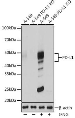 Western blot - PD-L1 antibody (A19135)