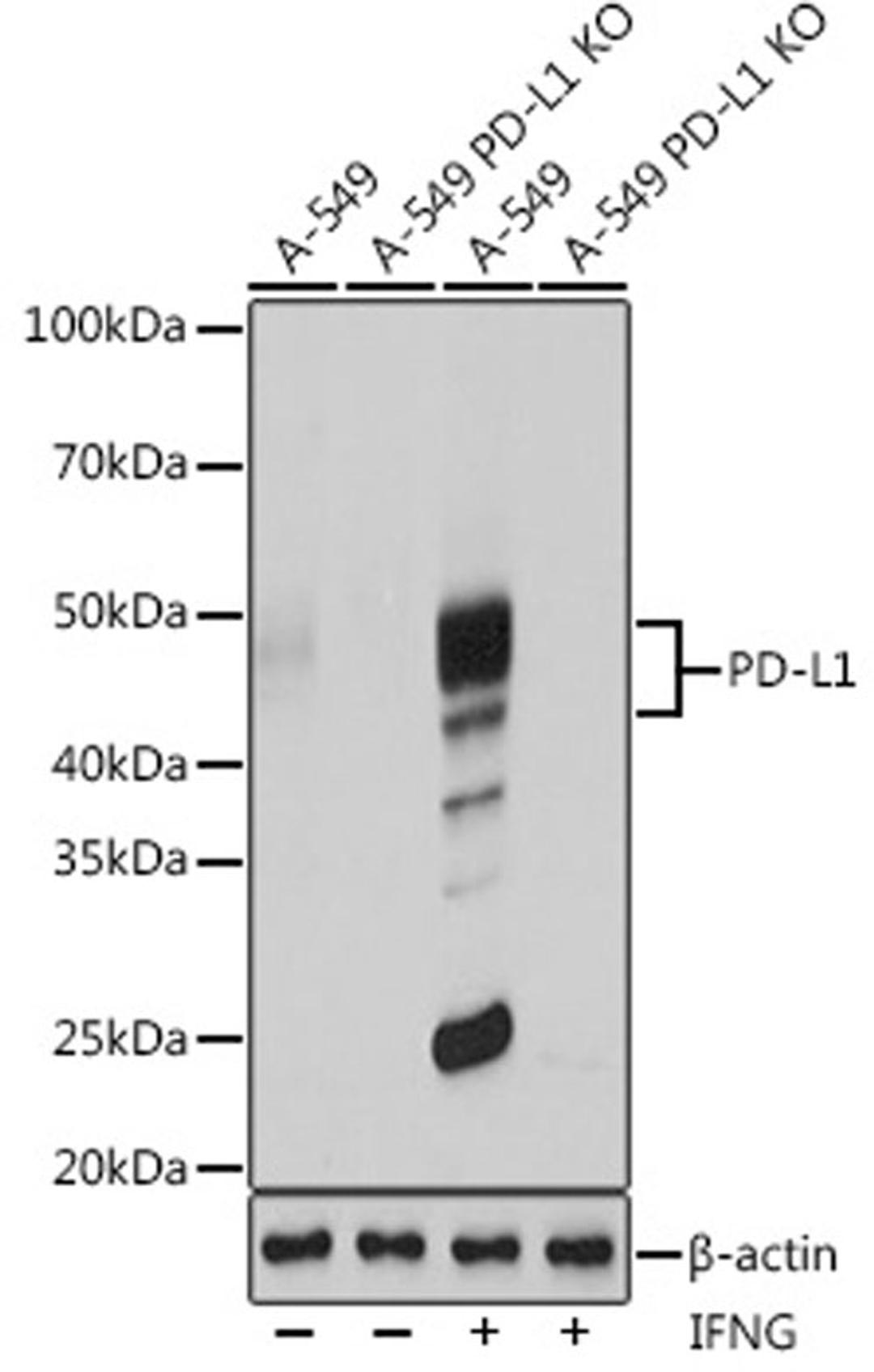 Western blot - PD-L1 antibody (A19135)