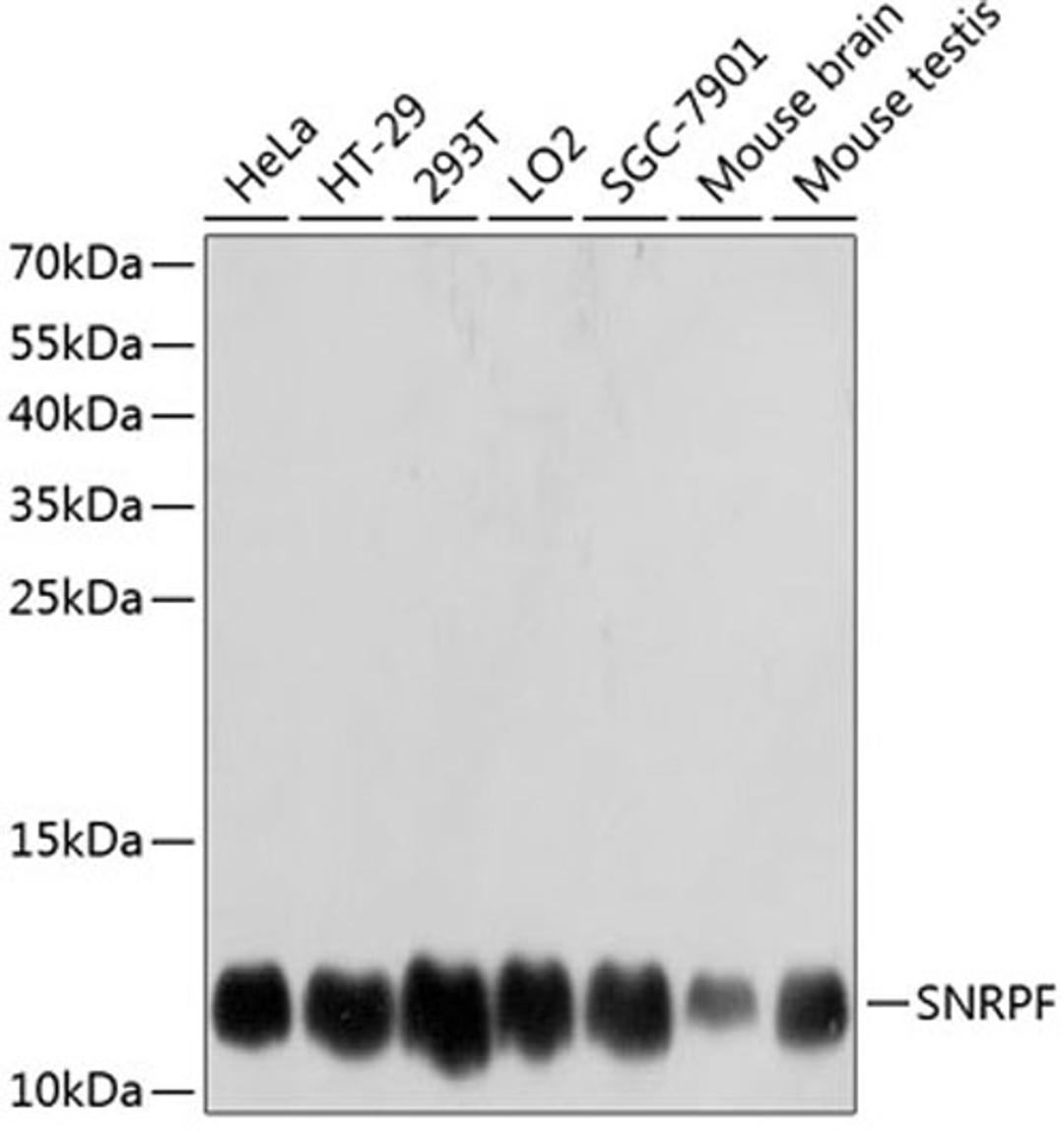 Western blot - SNRPF antibody (A12162)