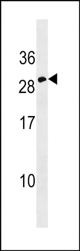 Western blot analysis in CEM cell line lysates (35ug/lane).This demonstrates the detected the Erythropoietin protein (arrow).